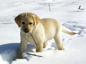 A puppy
investigating snow