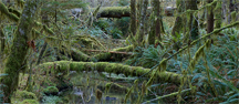 The Quinault rain forest