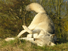 Duma, a wolf at the UK Wolf Conservation Trust, rolls to capture a scent atop a mound