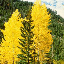 A mixed stand of aspen and pine in the Okanagan region of British Columbia and Washington state A mixed stand of aspen and pine in the Okanagan region of British Columbia and Washington state