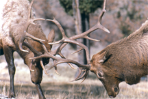 Two bull elk sparring in Grand Teton National Park, Wyoming Two bull elk sparring in Grand Teton National Park, Wyoming