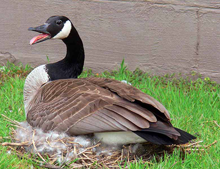 A Canada Goose nesting A Canada Goose nesting