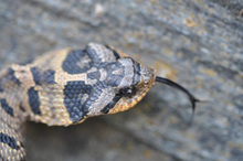 An Eastern Hog-Nosed Snake (Heterodon platirhinos) with head flattened in a threat posture