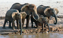 An elephant family drinking, Samburu National Reserve Kenya An elephant family drinking, Samburu National Reserve Kenya