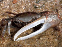 A fiddler crab, resident of the Ashepoo Combahee Edisto (ACE) Basin National Estuarine Research Reserve in South Carolina, USA A fiddler crab, resident of the Ashepoo Combahee Edisto (ACE) Basin National Estuarine Research Reserve in South Carolina, USA