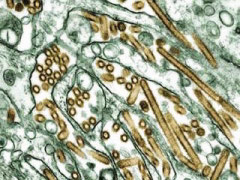 The H5N1 virus (in gold) The H5N1 virus (in gold)