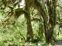 The Hall of Mosses Trail in the Hoh Rain Forest The Hall of Mosses Trail in the Hoh Rain Forest