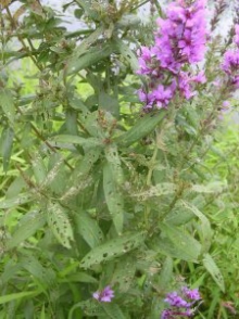 Damage to Purple Loosestrife due to feeding by the galerucella beetle Damage to Purple Loosestrife due to feeding by the galerucella beetle