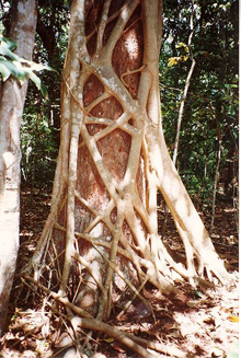 A Strangler Fig in Australia A Strangler Fig in Australia