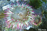 Aggregating anemones (Anthopleura elegantissima) Aggregating anemones (Anthopleura elegantissima)