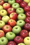 Apples Apples