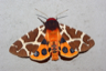 The Garden Tiger moth, Arctia caja The Garden Tiger moth, Arctia caja