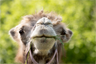 A Bactrian camel A Bactrian camel