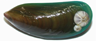 Two barnacles affixed to the shell of a green mussel Two barnacles affixed to the shell of a green mussel