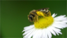 Bee with pollen Bee with pollen