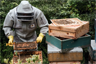 A beekeeper at work, wearing safety equipment A beekeeper at work, wearing safety equipment
