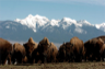 Bison on the U.S. National Bison Range in Montana Bison on the U.S. National Bison Range in Montana