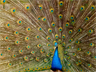 A blue peacock of India A blue peacock of India