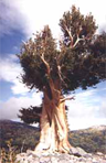 A bristlecone pine in the Great Basin National Park A bristlecone pine in the Great Basin National Park