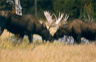 Bull moose sparring in Grand Teton National Park Bull moose sparring in Grand Teton National Park