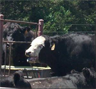 Symptoms of Stage 5 heat stress in cattle Symptoms of Stage 5 heat stress in cattle