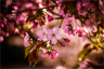Cherry blossoms, some open, some closed Cherry blossoms, some open, some closed