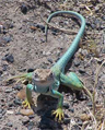A collared lizard A collared lizard