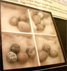 Four clutches of reed warbler eggs, each with a cuckoo egg present, on display in Bedford Museum Four clutches of reed warbler eggs, each with a cuckoo egg present, on display in Bedford Museum