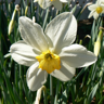 A daffodil A daffodil
