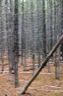 A dense Lodgepole Pine stand in Yellowstone National Park in the United States A dense Lodgepole Pine stand in Yellowstone National Park in the United States