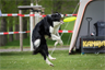 A dog playing catch with a disc A dog playing catch with a disc