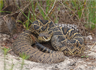 An eastern diamondback rattlesnake (Crotalus adamanteus) An eastern diamondback rattlesnake (Crotalus adamanteus)