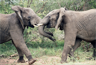 Elephants fighting Elephants fighting