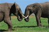 A debate between elephants A debate between elephants