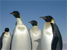 A group of Emperor Penguins A group of Emperor Penguins