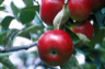 An Empire Apple An Empire Apple