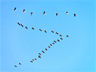 Eurasian cranes migrating to Meyghan Salt Lake, Markazi Province of Iran Eurasian cranes migrating to Meyghan Salt Lake, Markazi Province of Iran