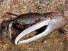 A fiddler crab, resident of the Ashepoo Combahee Edisto (ACE) Basin National Estuarine Research Reserve in South Carolina, USA A fiddler crab, resident of the Ashepoo Combahee Edisto (ACE) Basin National Estuarine Research Reserve in South Carolina, USA