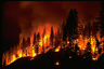 A forest fire A forest fire