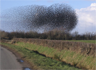 A flock of starlings acting as a swarm A flock of starlings acting as a swarm