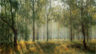 A forest glen A forest glen