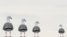 Three gulls excluding a fourth Three gulls excluding a fourth