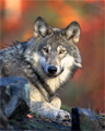 A gray wolf. Animosity between wolves helps ensure balance. A gray wolf. Animosity between wolves helps ensure balance.