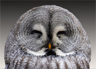 A Great Grey Owl A Great Grey Owl