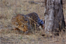A leopard stalking its prey A leopard stalking its prey