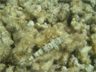 A lizardfish in a typical pose A lizardfish in a typical pose