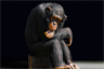 A lonely chimpanzee A lonely chimpanzee