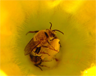Male <i>peponapis pruinosa</i> — one of the "squash bees." Male <i>peponapis pruinosa</i> — one of the "squash bees."