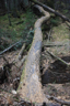 A dead Manchurian Ash A dead Manchurian Ash