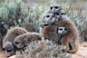A meeting of meerkats A meeting of meerkats